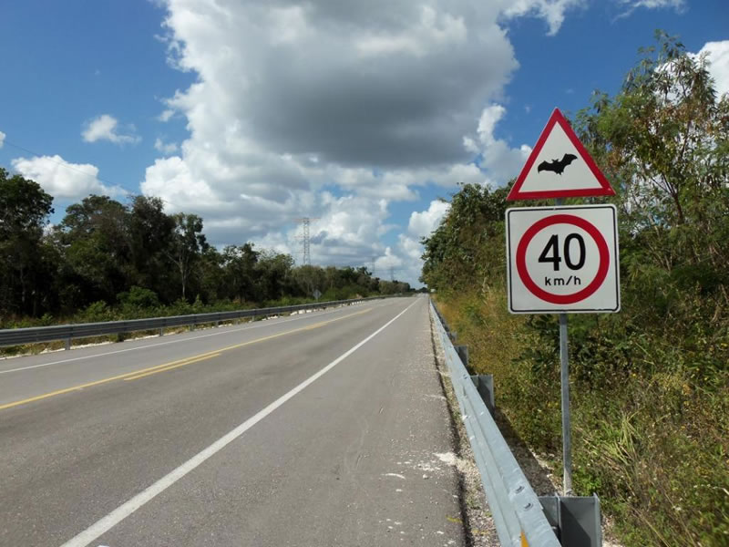 Bat Signs On Calakmul Highway