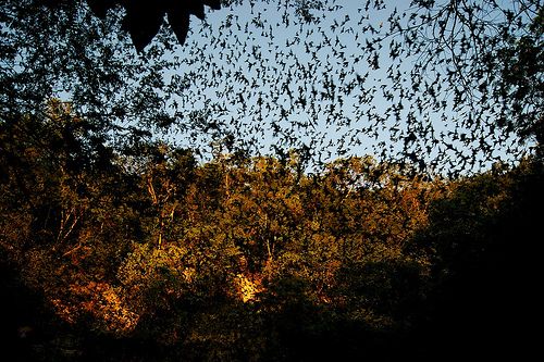 Bat Cave Calakmul Campeche